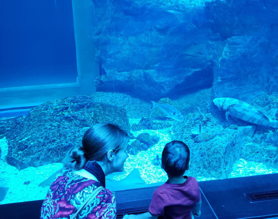 At the Aquarium in Dubai Mall