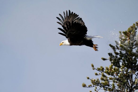 Majestic shot of the Eagle taking off after we started taking photos Majestic shot of the Eagle taking off after we started taking photos