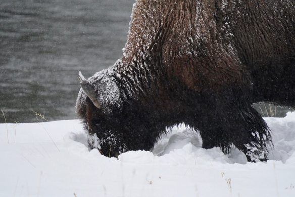 Bison closeup shot at Yellowstone Bison closeup shot at Yellowstone