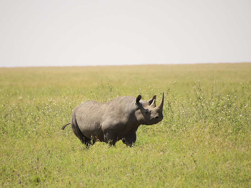 Rare Black Rhino only 30 meters away