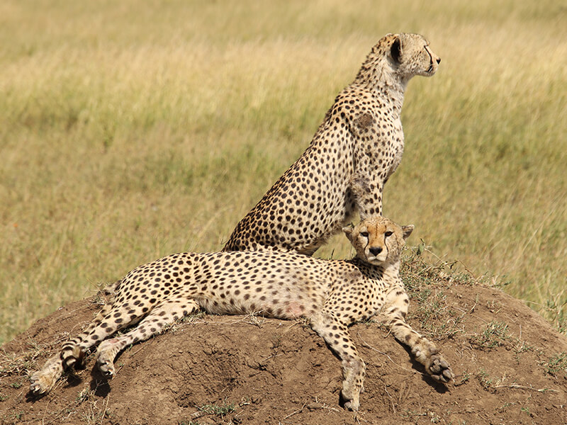 Cheetah literally 10 meters away