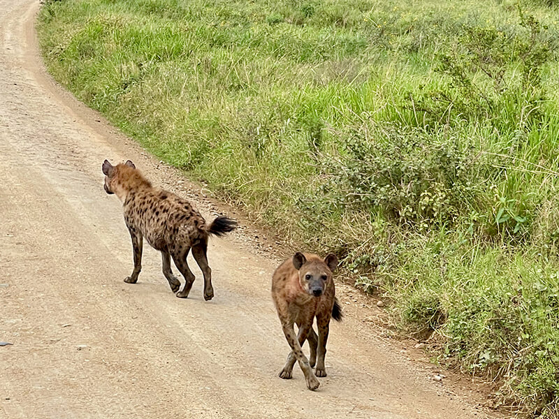 Hyenas after a kill