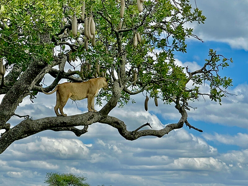 Lion on top of a tree
