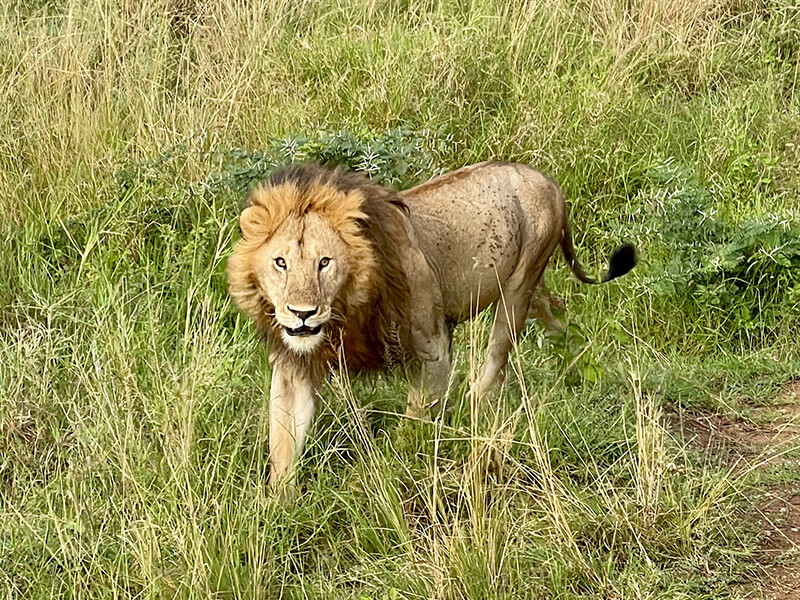 This lion giving me the angry look