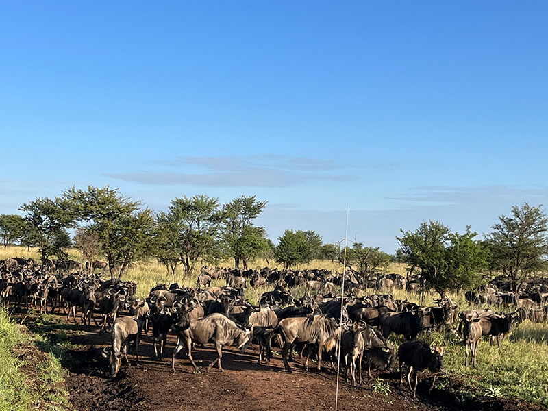 Great Migration in Serengeti - No where to go
