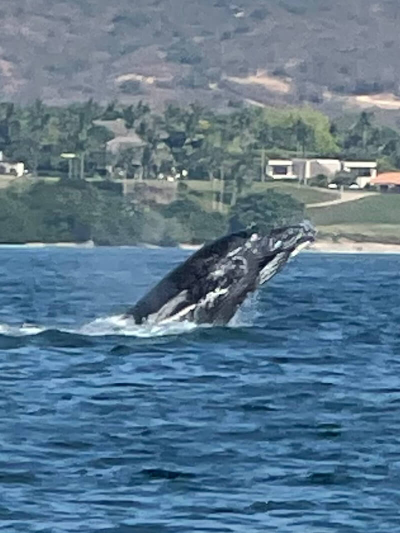 Terrible whale jump photo but I got it