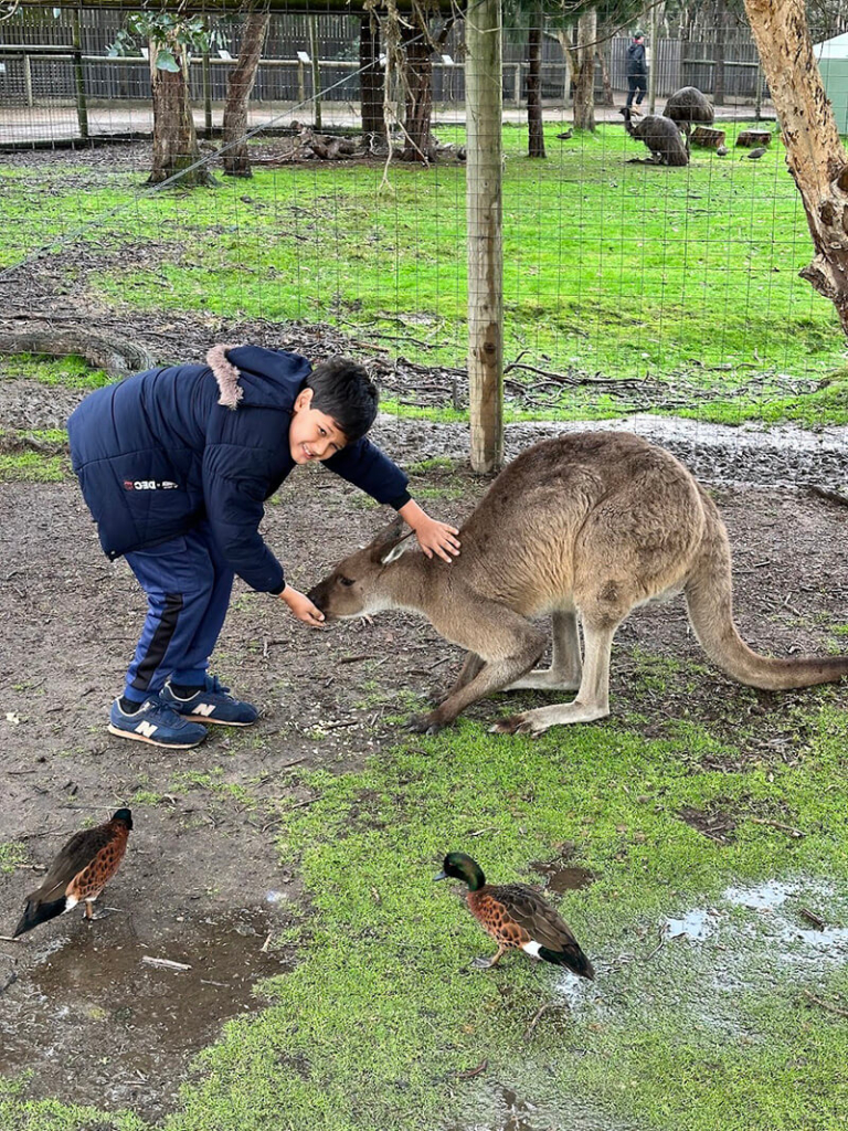 Solomon petting kangaroo at Moonlit sanctuary